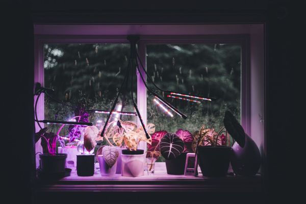 Découvrez les avantages du led horticole professionnel