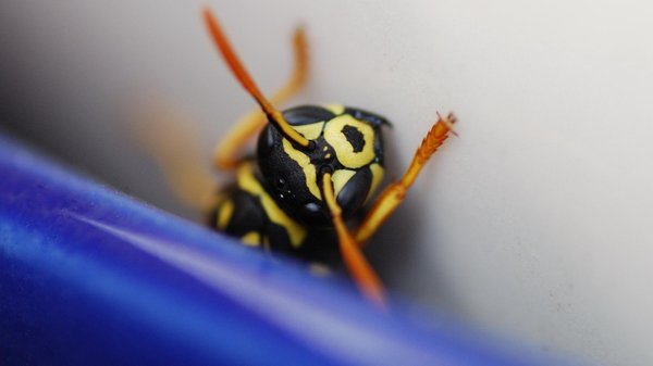 Frelon asiatique ou européen : pourquoi est-il important de savoir les différencier ?